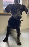 adoptable Dog in redlands, ca, CA named JOLENE