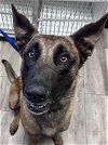 adoptable Dog in redlands, CA named BAXTER