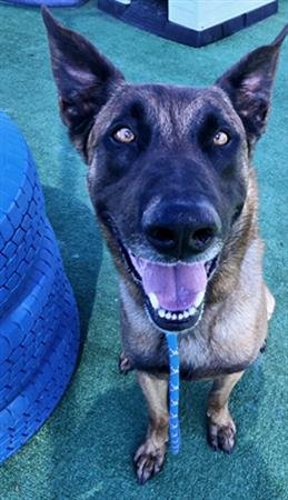 adoptable Dog in Redlands, CA named BAXTER-IN FOSTER