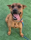 adoptable Dog in redlands, CA named CHERRI