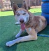adoptable Dog in redlands, CA named CANELLA