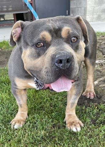 adoptable Dog in Redlands, CA named GUNNER