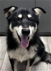 adoptable Dog in la, CA named IZZY