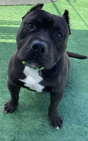 adoptable Dog in Redlands, CA named MEATBALL