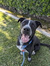 adoptable Dog in Redlands, CA named BENSON