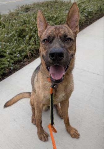 adoptable Dog in Redlands, CA named SCOOBY DOO