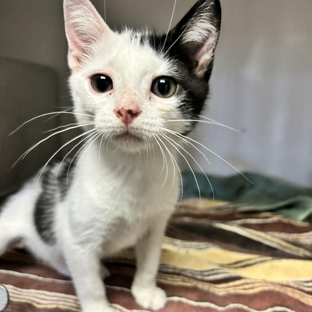 adoptable Cat in Redlands, CA named COLETTE