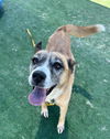 adoptable Dog in Redlands, CA named GYPSY