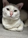 adoptable Cat in Redlands, CA named PEDRO