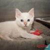 adoptable Cat in Redlands, CA named RITA- IN FOSTER