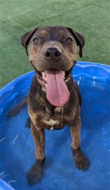 adoptable Dog in Redlands, CA named RAMSEY