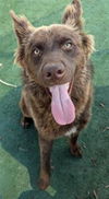 adoptable Dog in Redlands, CA named REX