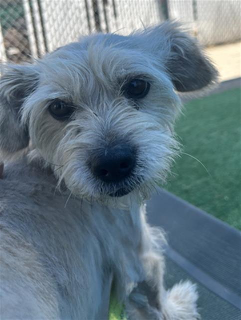 adoptable Dog in Redlands, CA named DASH