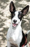 adoptable Dog in Redlands, CA named SUNSET