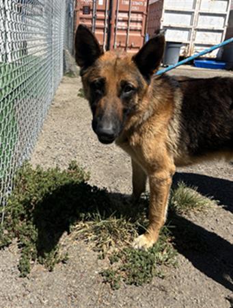 adoptable Dog in Redlands, CA named GHOST