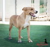 adoptable Dog in Redlands, CA named BAILEY- IN FOSTER