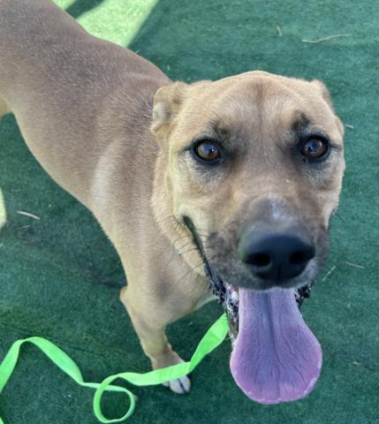 adoptable Dog in Redlands, CA named BELLA