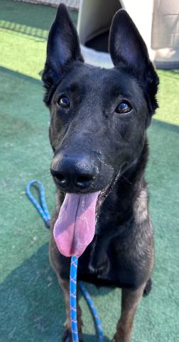 adoptable Dog in Redlands, CA named ARYA