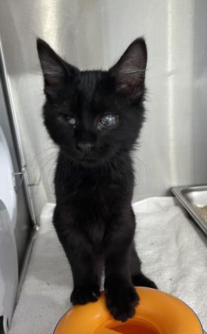 picture of the cat needing adoption