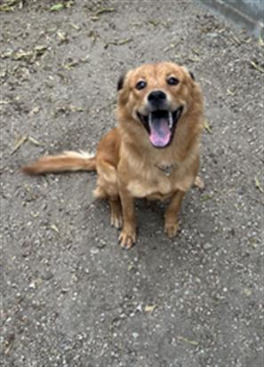 adoptable Dog in Redlands, CA named SAILOR