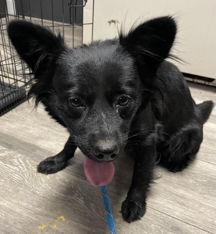 adoptable Dog in Redlands, CA named FURIOSA