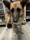 adoptable Dog in , CA named ALICE