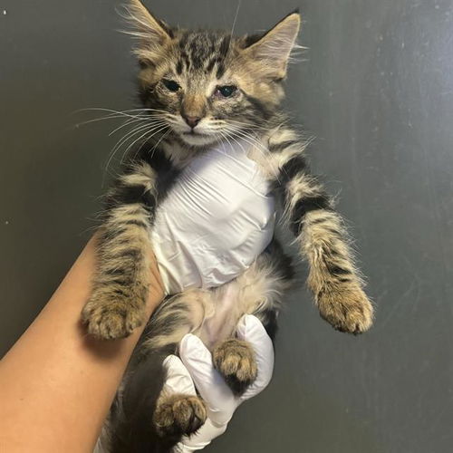 picture of the cat needing adoption