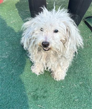 adoptable Dog in Redlands, CA named MR FRIZZLE