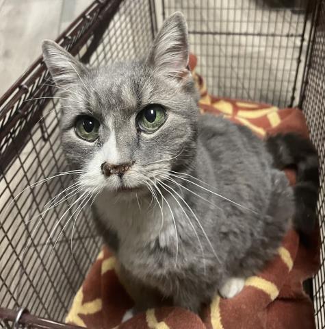 picture of the cat needing adoption