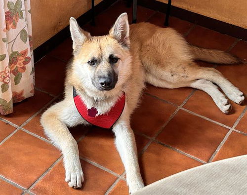 picture of the dog needing adoption
