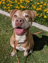 adoptable Dog in redlands, CA named FLOR