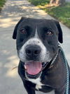 adoptable Dog in redlands, CA named LADY