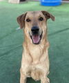 adoptable Dog in  named KOKO