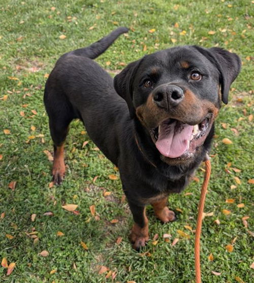 picture of the dog needing adoption
