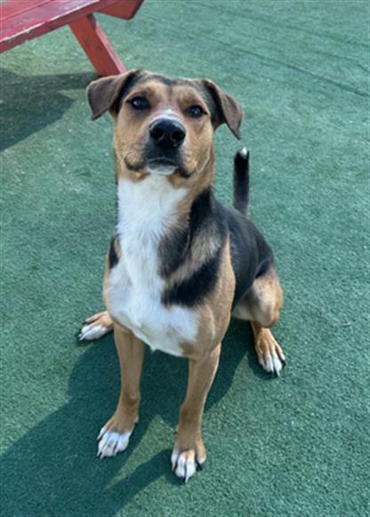 adoptable Dog in Redlands, CA named BUCKY- IN FOSTER