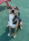 adoptable Dog in Redlands, CA named BUCKY- IN FOSTER
