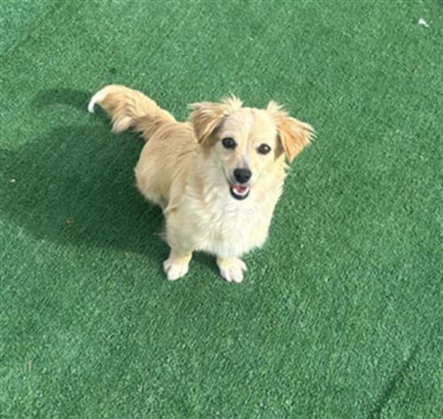 picture of the dog needing adoption