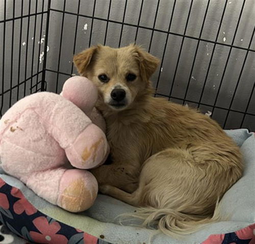 picture of the dog needing adoption