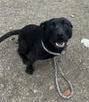 adoptable Dog in redlands, CA named SHADOW- IN FOSTER