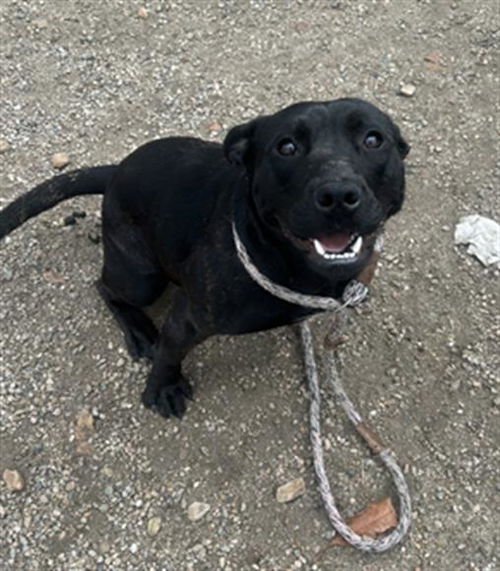 picture of the dog needing adoption