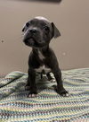 adoptable Dog in redlands, CA named BUNUELO- IN FOSTER