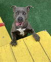 adoptable Dog in Redlands, CA named ANNIE