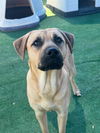 adoptable Dog in  named DALE- IN FOSTER
