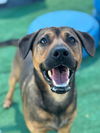 adoptable Dog in  named BRENNAN