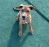 adoptable Dog in  named DJ