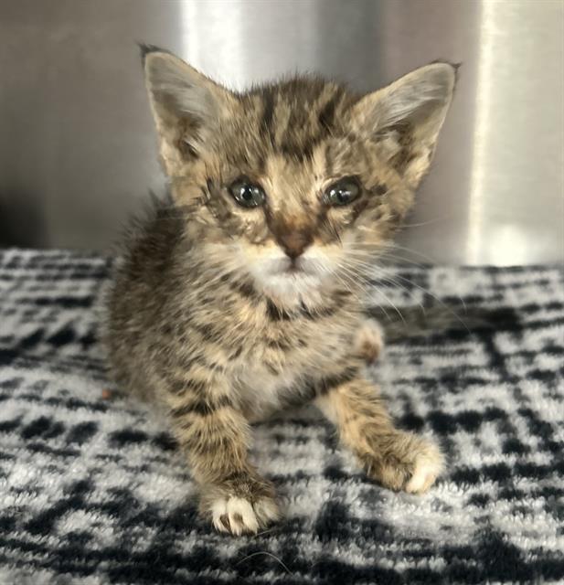 adoptable Cat in Redlands, CA named BAGUETTE- IN FOSTER