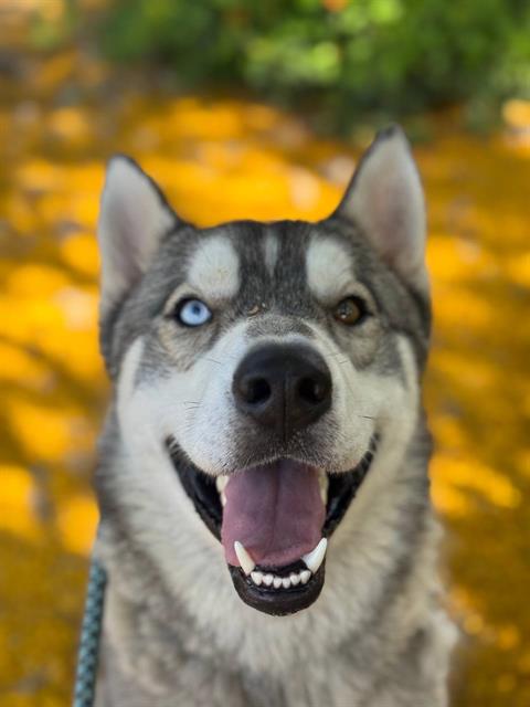 adoptable Dog in Redlands, CA named KAMUS