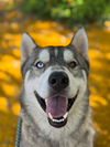 adoptable Dog in  named KAMUS