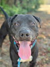 adoptable Dog in redlands, CA named RAMBO