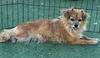adoptable Dog in  named CHARLOTTE
